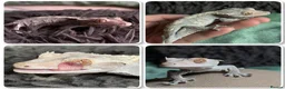 Gecko reptiles for sale: 3 Geckos For Sale (1, Gargoyle Gecko, 2 Crested) - Advert 4