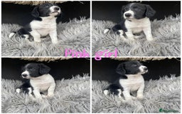 Sprollie dogs for sale: 💛Beautiful Sprollie Puppies💛 - Image 9