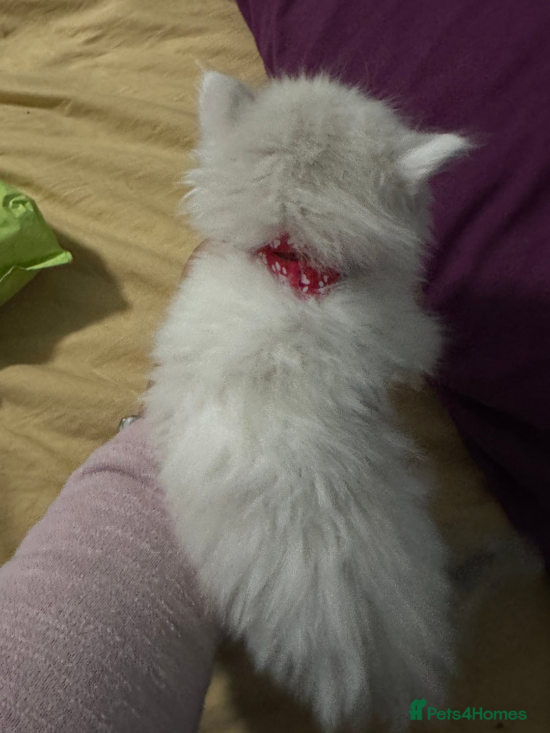 Ragdoll cats for sale: Pure Ragdoll kittens, ready 20th December - Advert 12