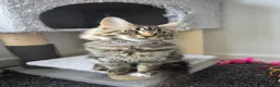Maine Coon cats for sale: Maine coon pedigree kittens  - Advert 16