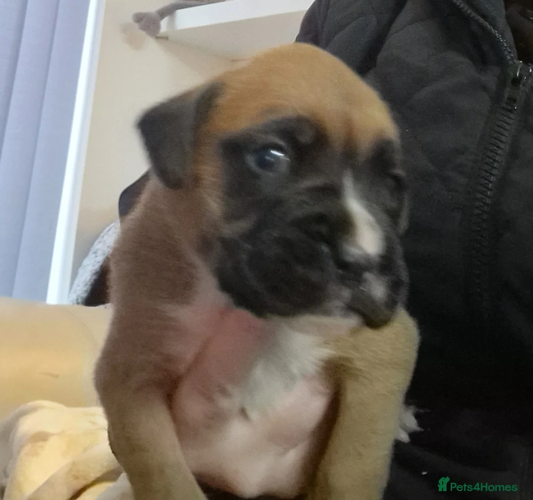 Boxer dogs for sale: KC reg Boxer Puppies - Advert 4
