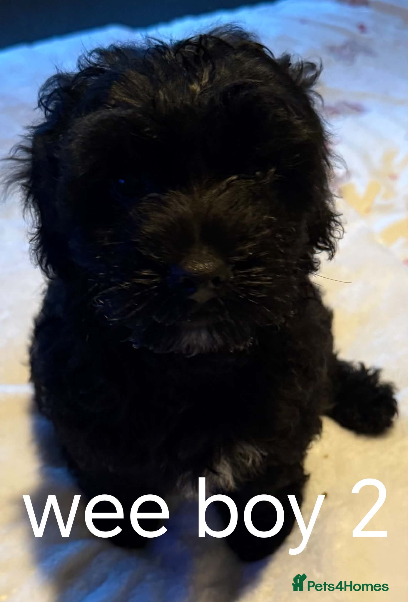 Cockalier dogs King Charles x cocker spaniel - Advert 6