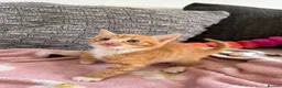 Mixed Breed cats for sale: Kittens for sale! in Chichester - Advert 3