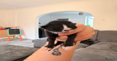 Domestic Shorthair cats 3 baby kittens ready for  **  eve - Advert 7
