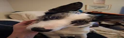 Border Collie dogs for sale: Kayah - Advert 9