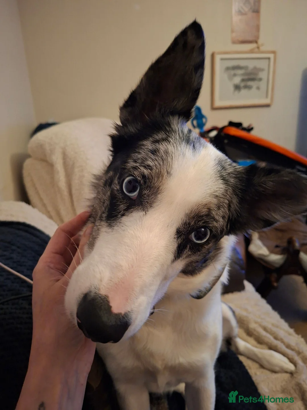 Border Collie dogs for sale: Kayah - Advert 9