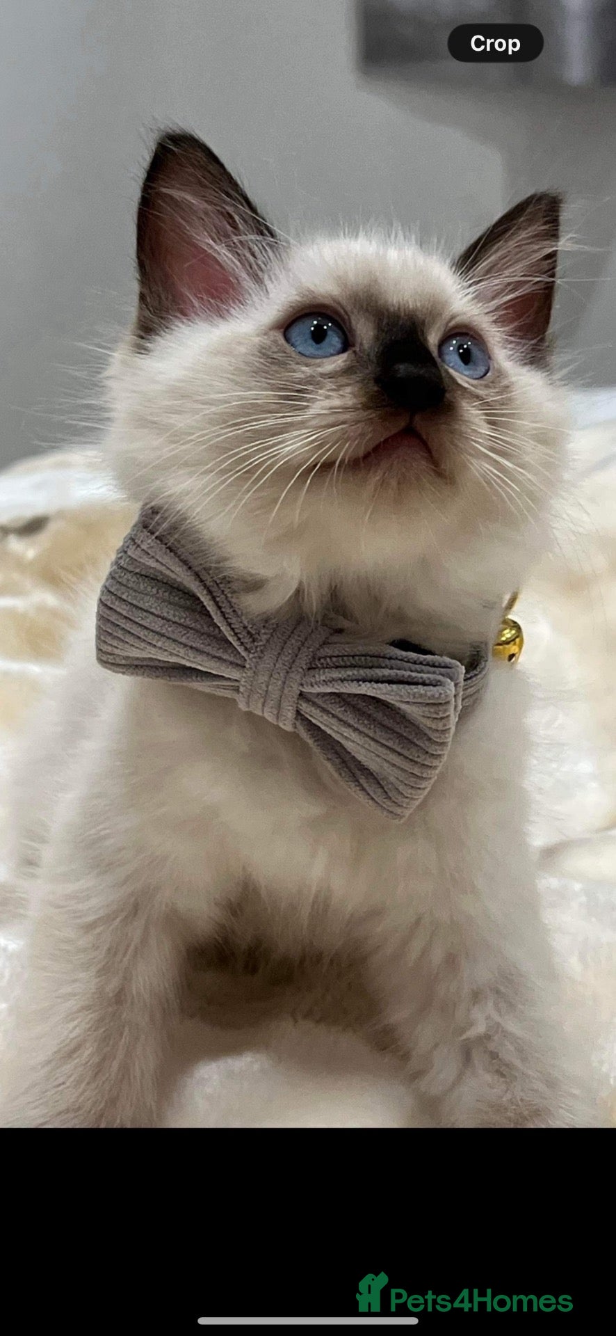 Ragdoll cats for sale: Stunning ragdoll kittens can go home now  - Advert 3