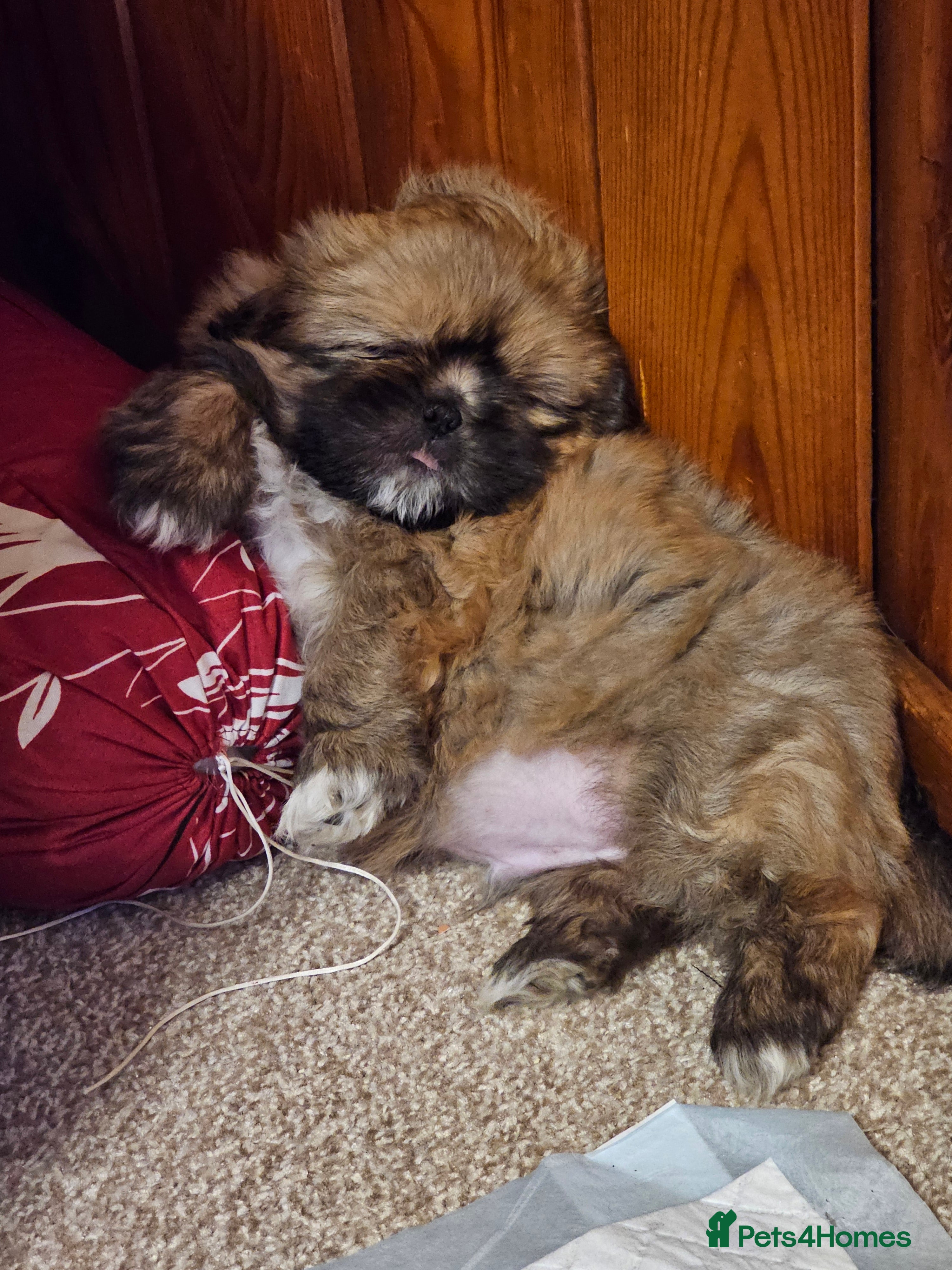 Shih Tzu dogs Shihtzu  - Advert 12