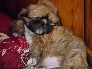 Shih Tzu dogs Shihtzu - Advert 17