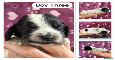 Cocker Spaniel dogs - Advert 8