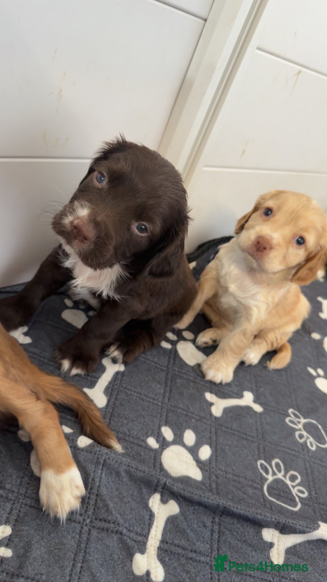 Cocker Spaniel dogs for sale: 1 stunning little boy cockerspaniel  - Image 2