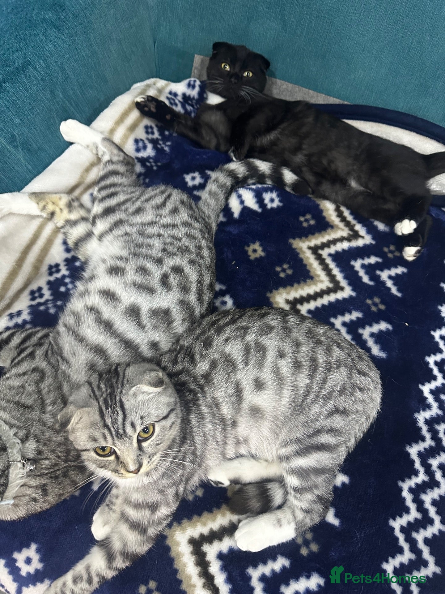 Bengal cats Silver bengal x kittens - Advert 10