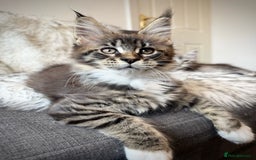 Maine Coon cats for sale: Champions- Bloodline Purebred Maine Coon Kittens  - Image 5