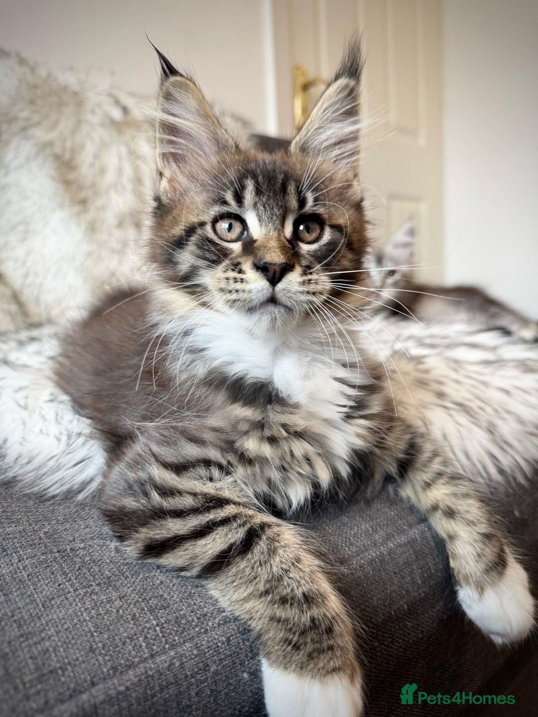Maine Coon cats for sale: Champions- Bloodline Purebred Maine Coon Kittens  - Image 5