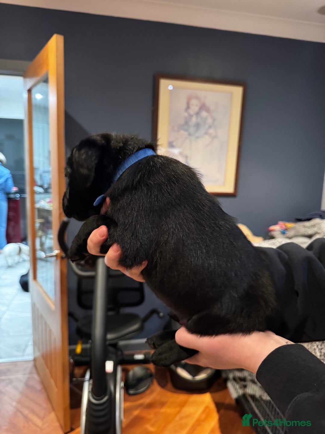 Labrador Retriever dogs for sale: Chunky Labrador puppies  - Advert 5