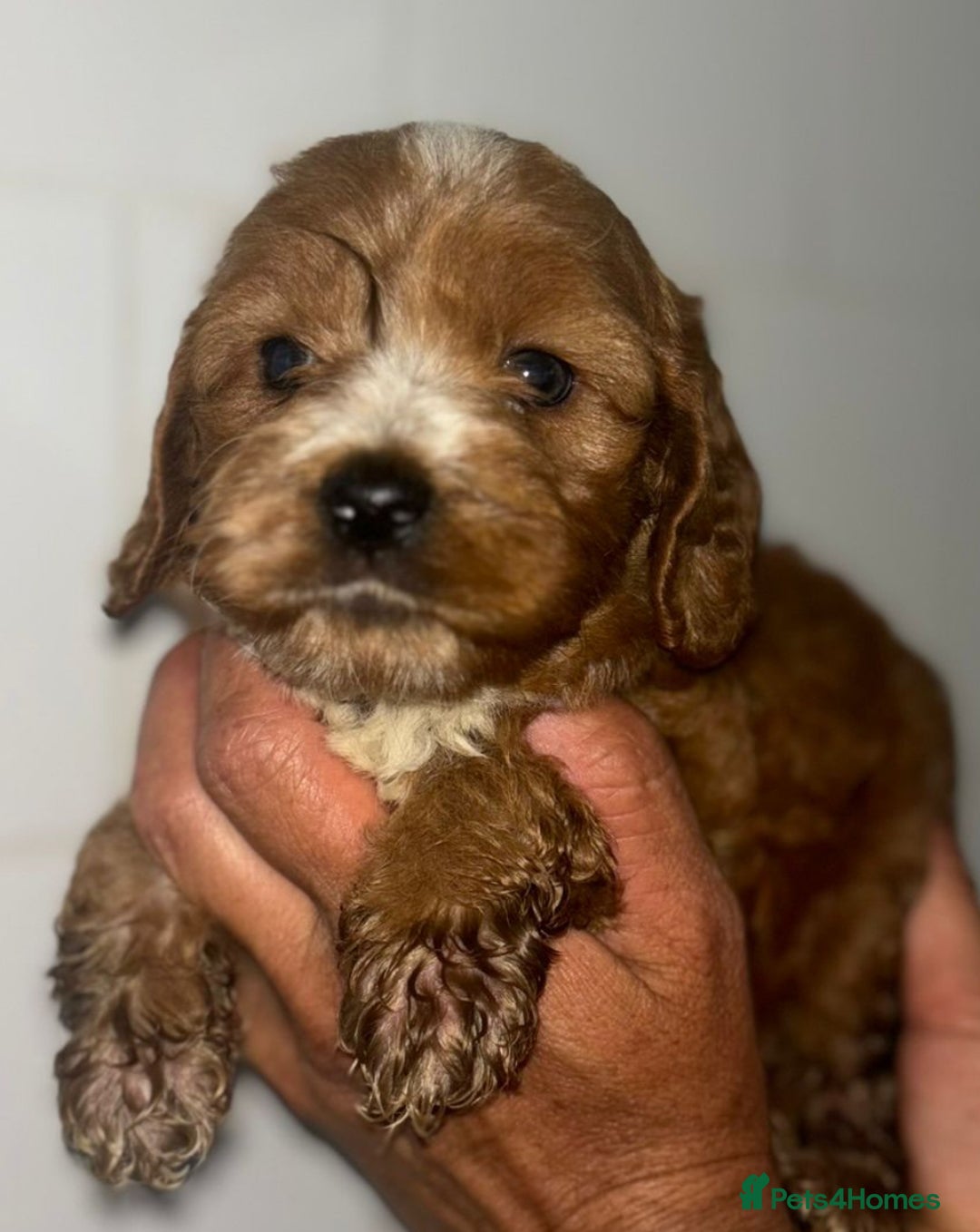 Cavapoo dogs for sale: CAVAPOO puppies for sale  - Advert 3