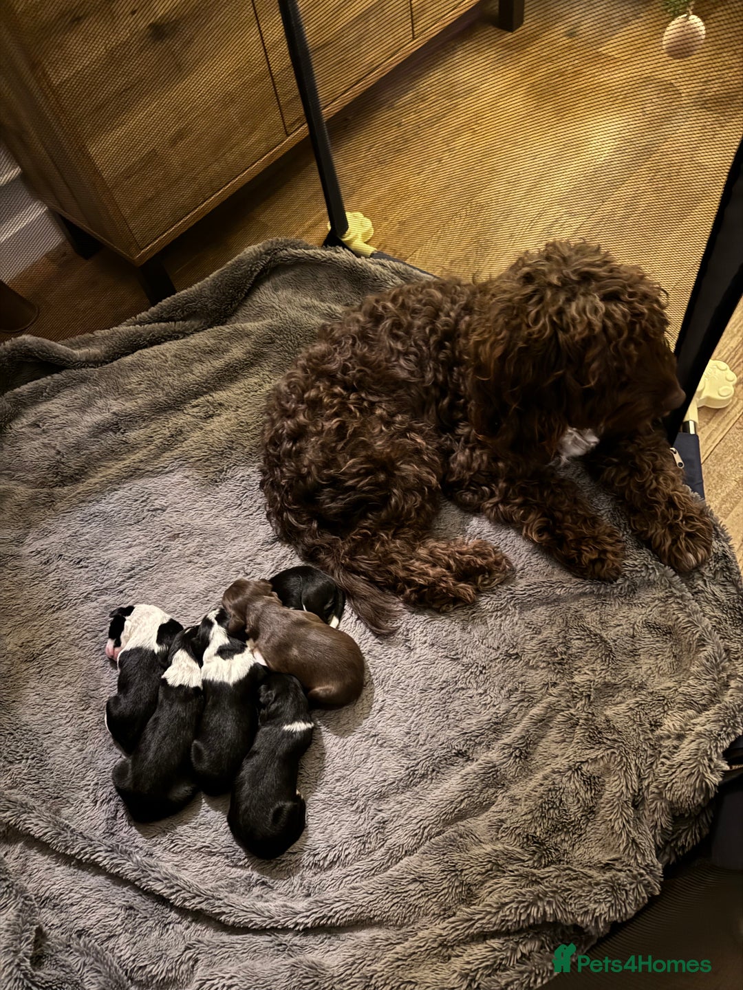 Bordoodle dogs for sale: 🐾 Beautiful Bordoodle Puppies Available 🐾 - Advert 2