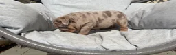 English Bulldog dogs for sale: English Bulldog Puppies - Advert 22
