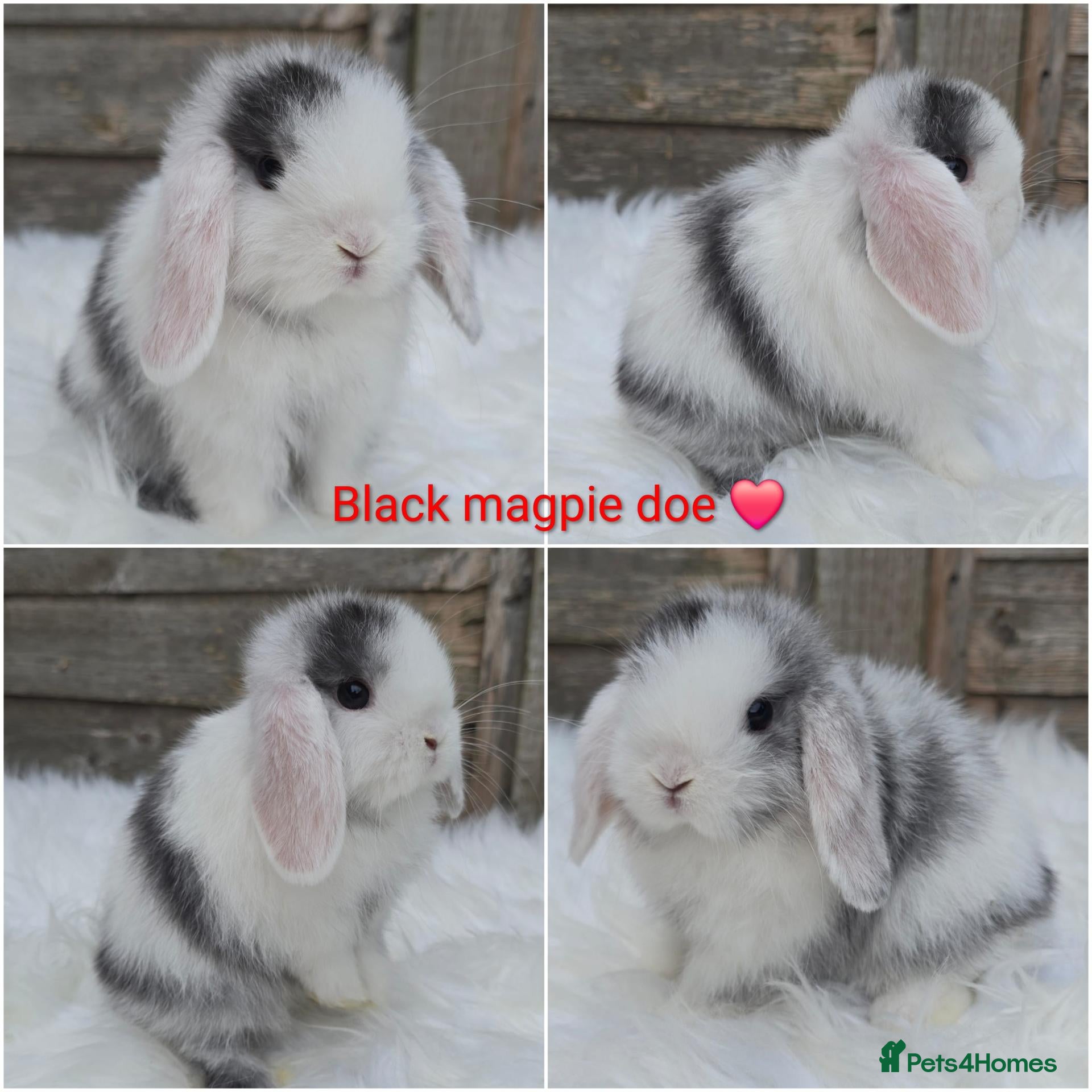 Mini Lop rabbits Gorgeous pure breed mini lops  - Advert 1