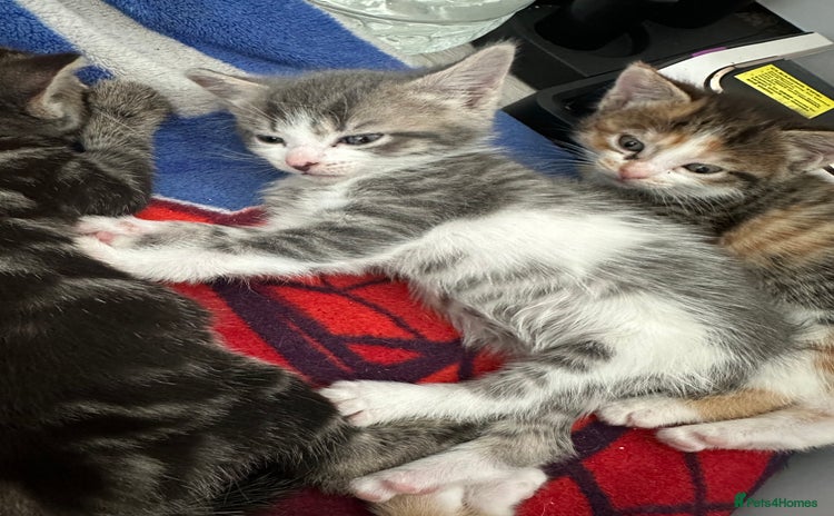 Domestic Shorthair cats - Advert 2