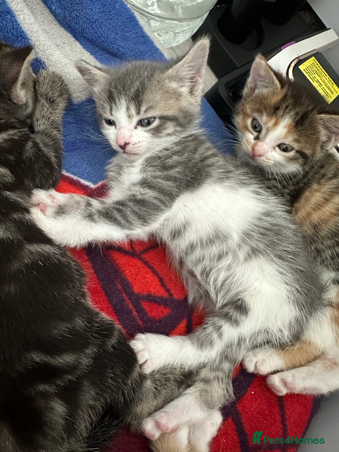 Domestic Shorthair cats for sale: 2 Kittens for sale ready now - Image 1