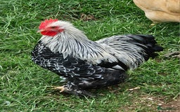 Chickens poultry for sale: Hybrids and bantams for sale - Image 7