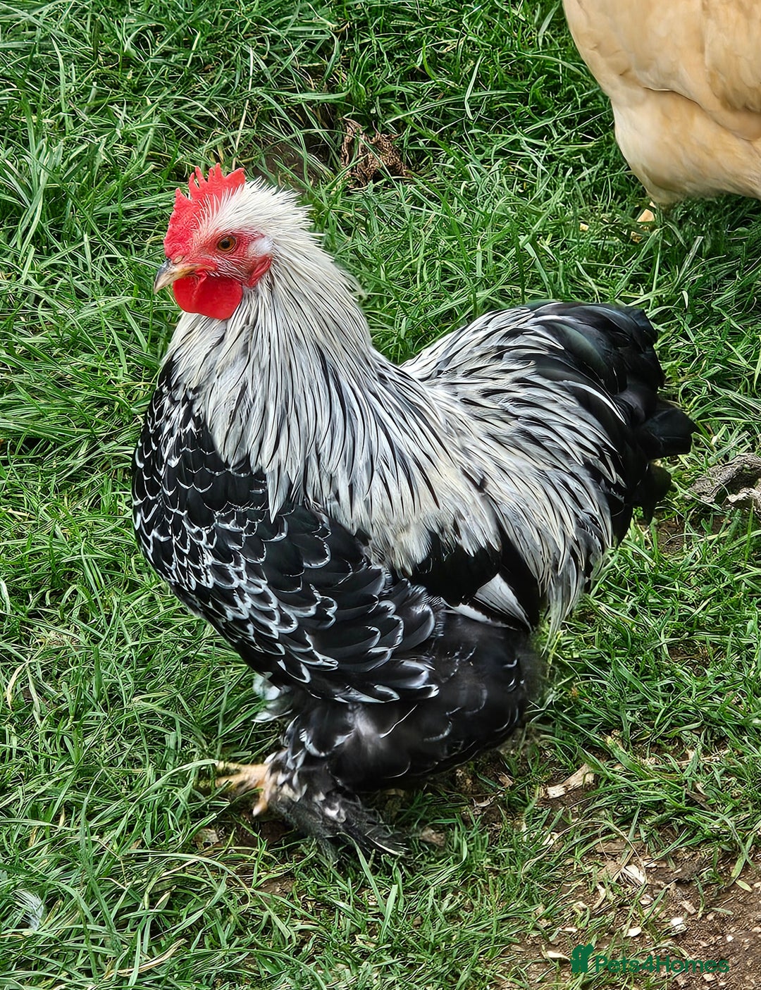 Chickens poultry for sale: Hybrids and bantams for sale - Image 7