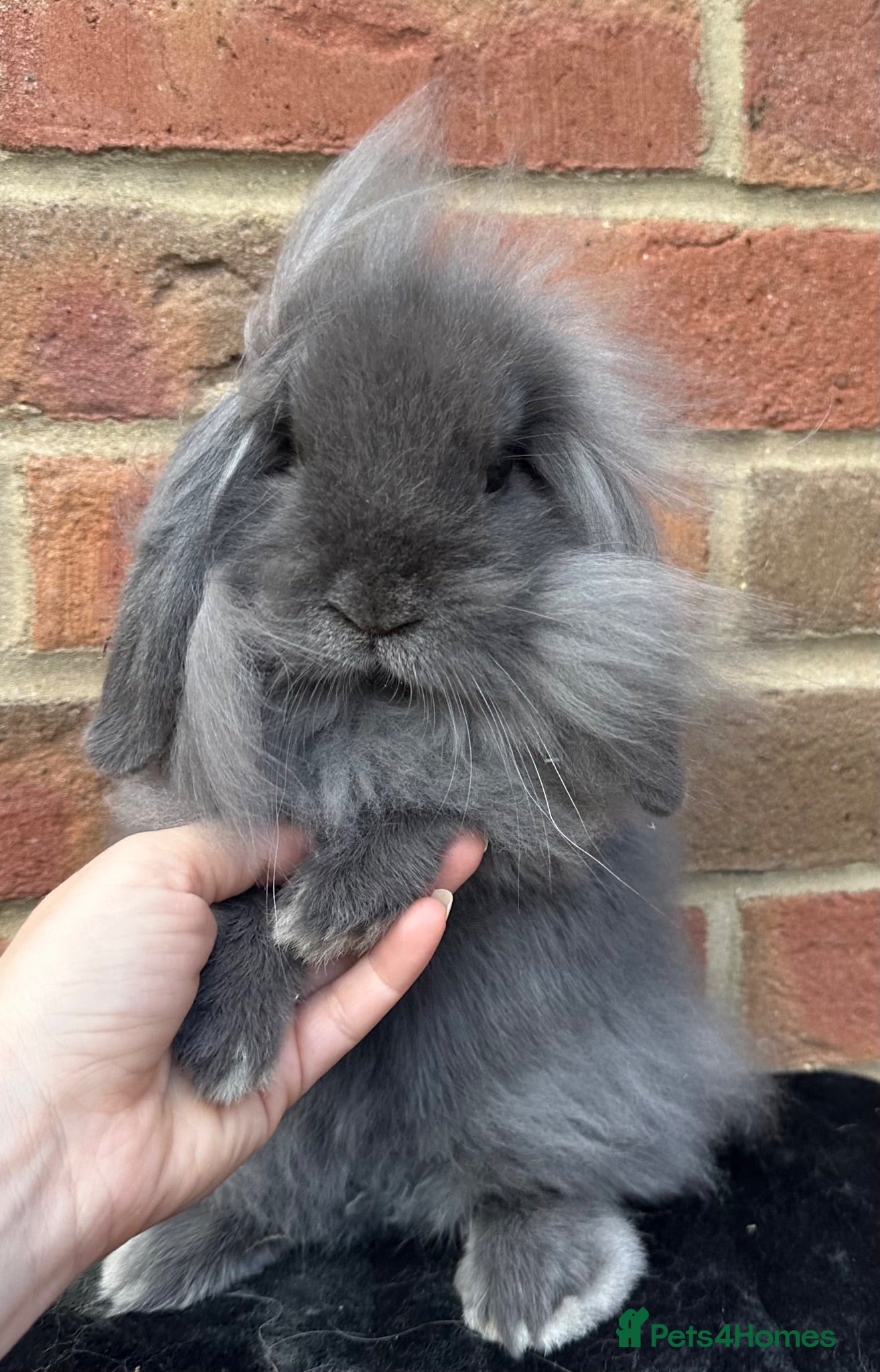 Mini Lop rabbits 2 Beautiful single mane boys  - Advert 1