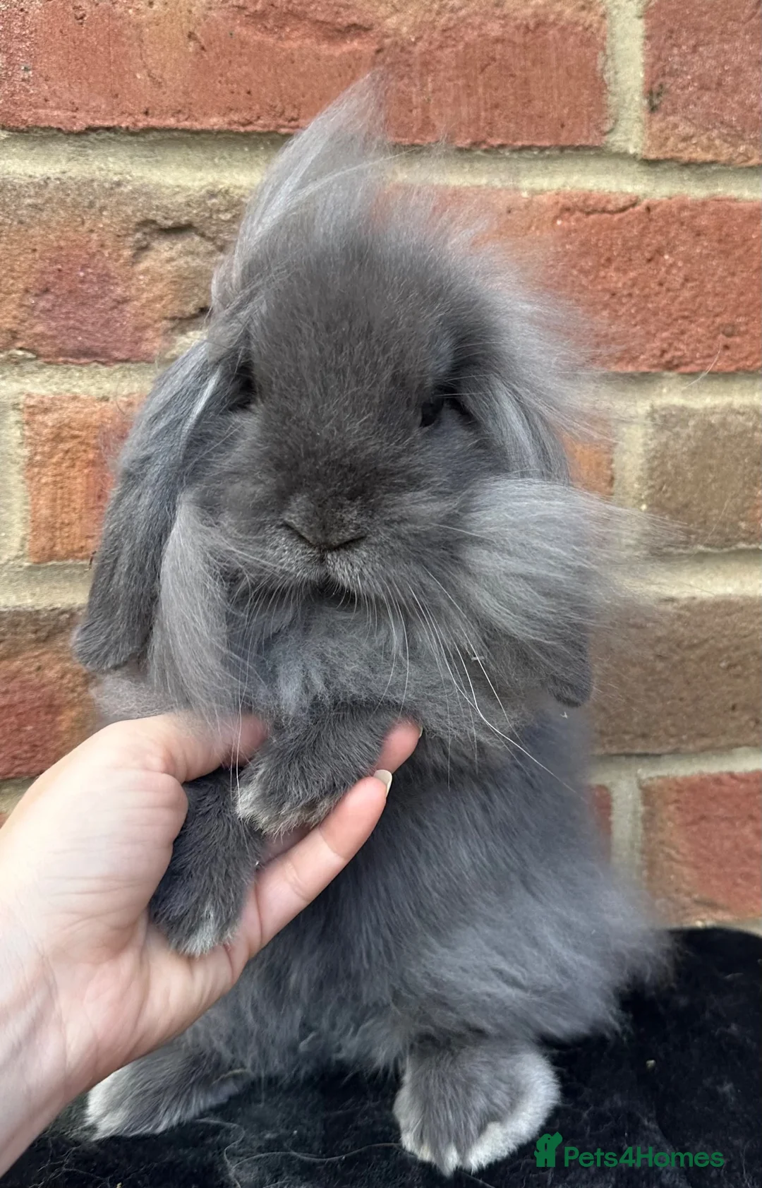 Mini Lop rabbits for sale: 2 Beautiful single mane boys  - Advert 1