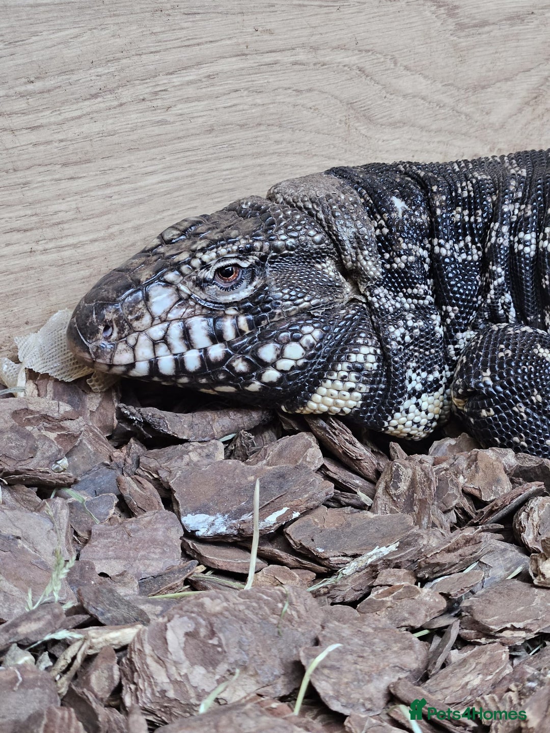 Lizard reptiles for sale: Red & white + Black & white Tegu in Gillingham - Image 5