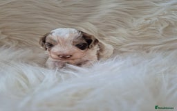 Cockapoo dogs for sale: F1B COCKAPOO PUPPIES  - Image 7