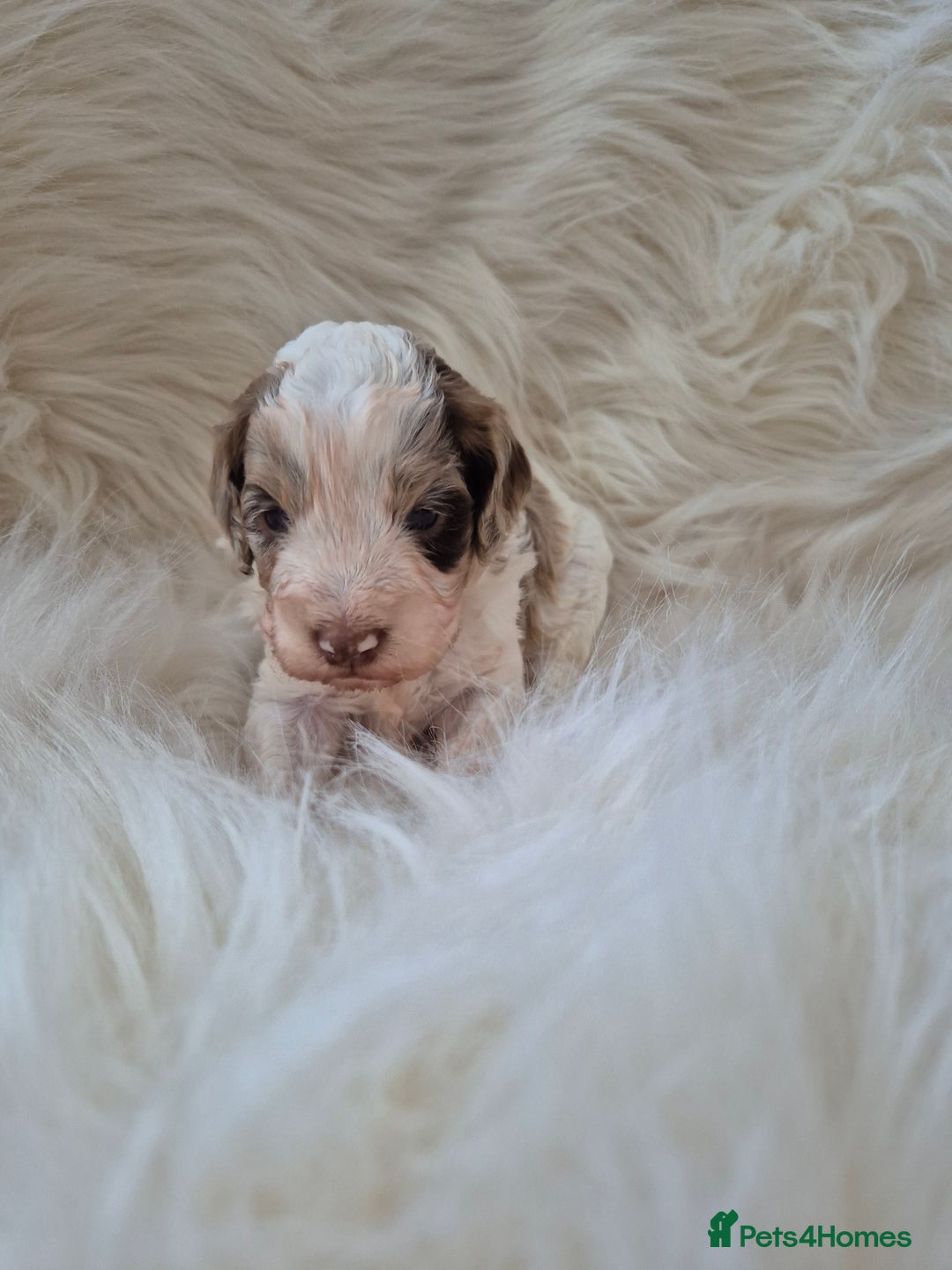 Cockapoo dogs for sale: F1B COCKAPOO PUPPIES  - Image 7