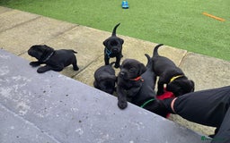Labrador Retriever dogs for sale: Black and chocolate labrador puppies - Image 8