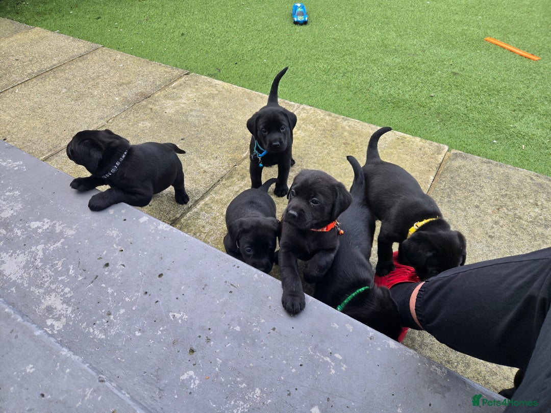 Labrador Retriever dogs for sale: Black and chocolate labrador puppies - Image 8