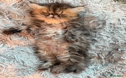 Persian cats for sale: REDUCED GCCF PERSIAN KITTENS  - Image 11