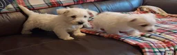West Highland Terrier dogs for sale: West Highland Terrier (Westie) Puppies  in Birmingham - Advert 4