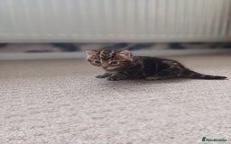 Mixed Breed cats for sale: Kittens  - Image 19