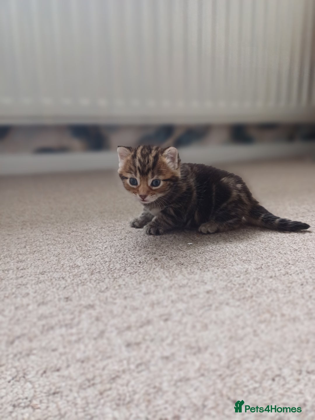 Mixed Breed cats for sale: Kittens  - Image 19