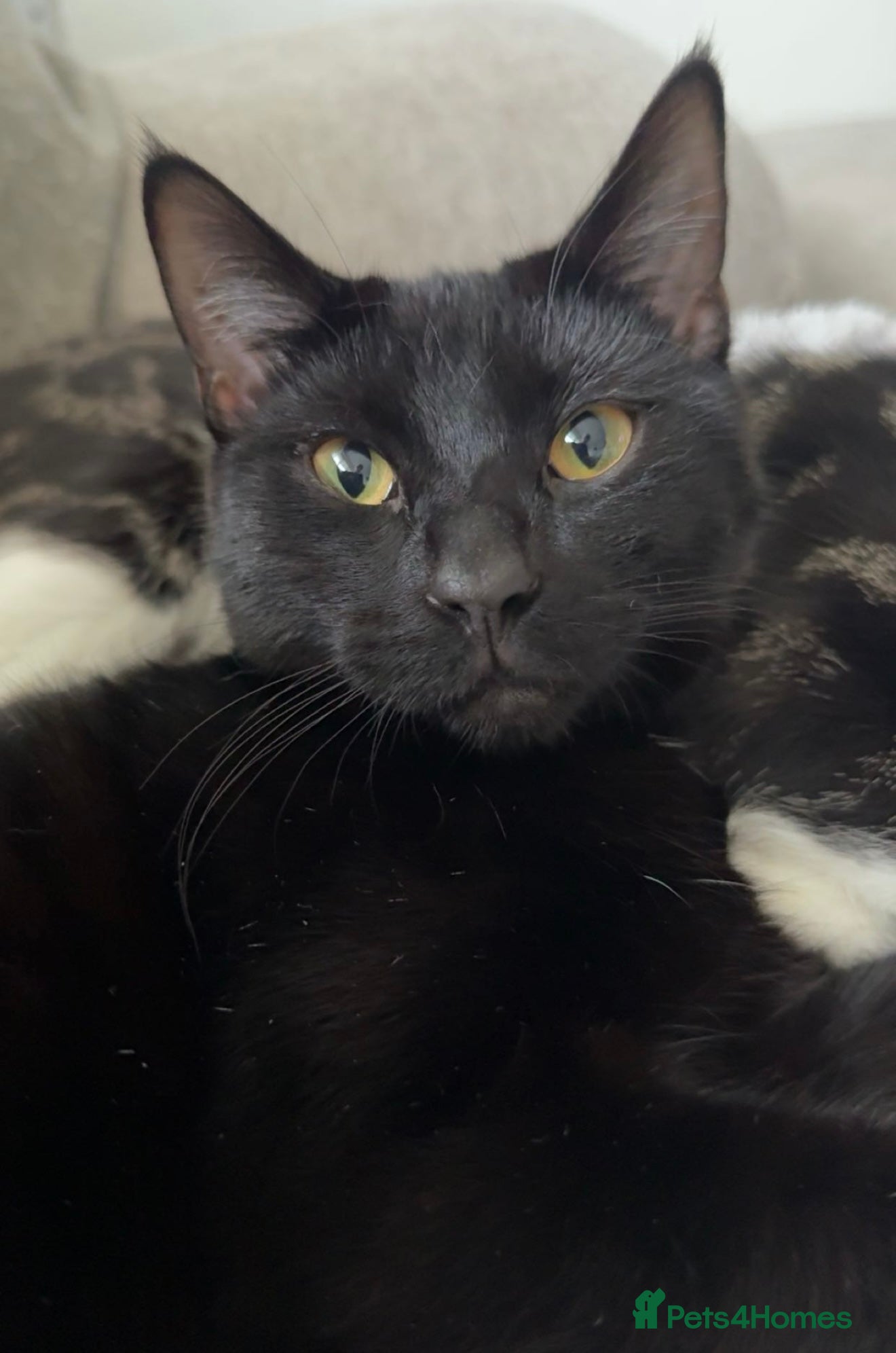 Mixed Breed cats 4 beautiful kittens looking for forever homes  - Advert 4