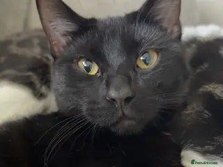 Mixed Breed cats 4 beautiful kittens looking for forever homes - Advert 1