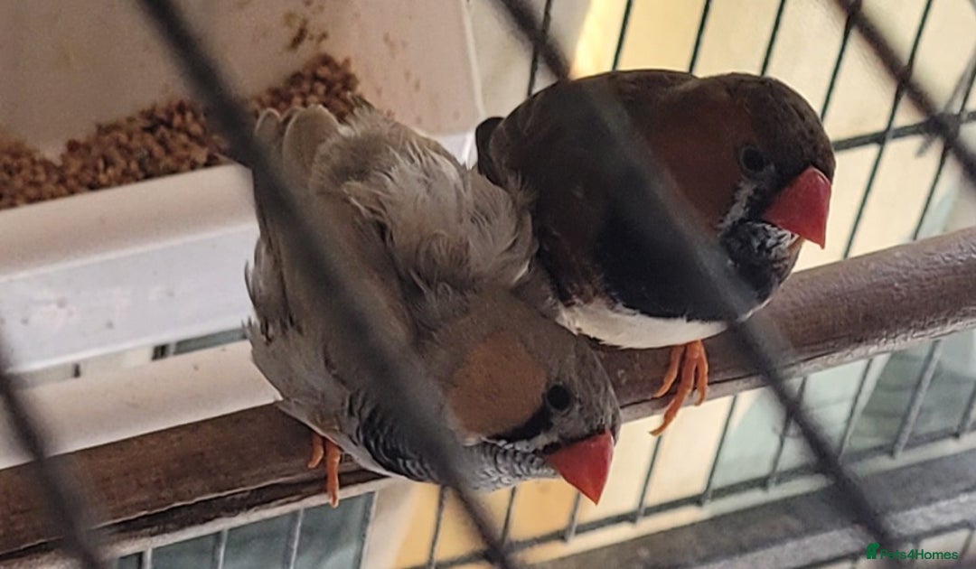 Mixed Breed birds for sale: Kakarikis, budgies and finches - Image 5