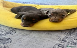 Miniature Dachshund dogs for sale: One Dapple Boy Remains  - Image 6