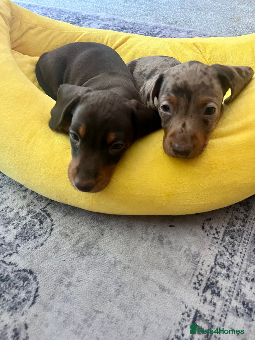 Miniature Dachshund dogs for sale: One Dapple Boy Remains  - Image 6