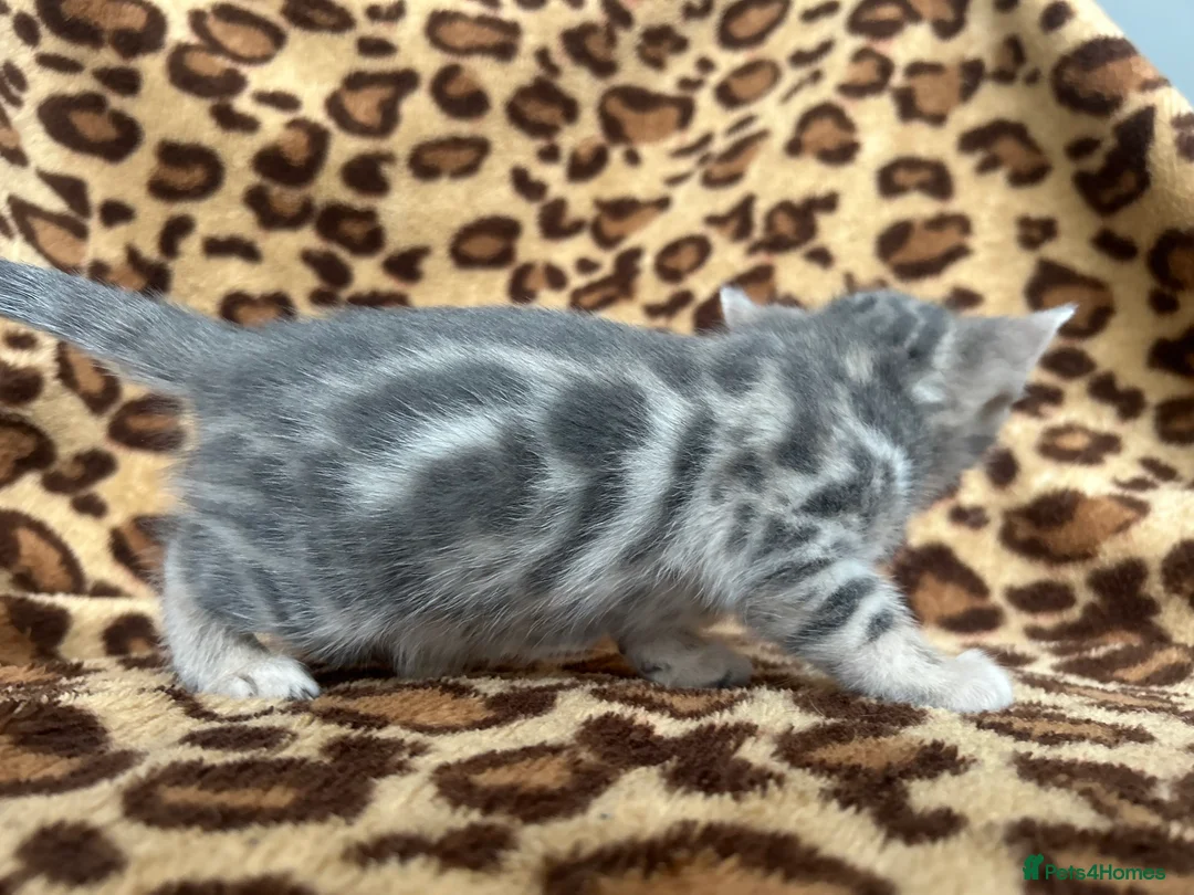 Bengal cats for sale: Beautiful Litter of Bengal Kittens - TICA Reg - Advert 5