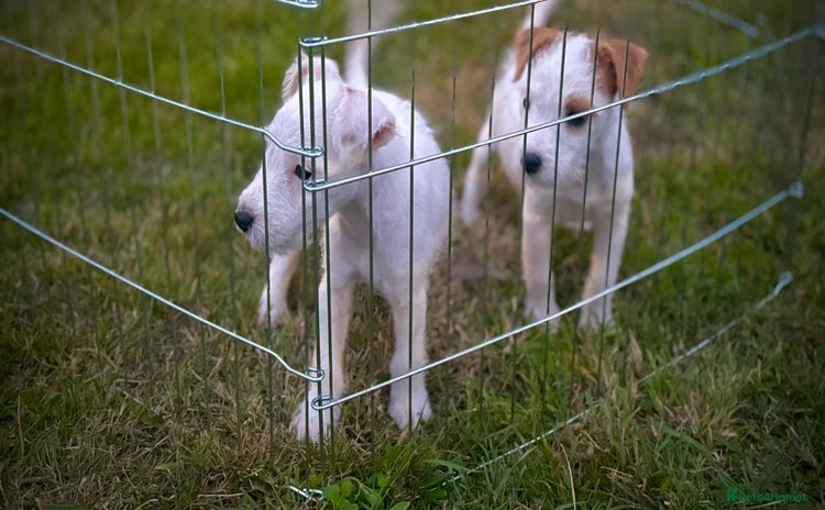 Parson Russell dogs - Advert 2