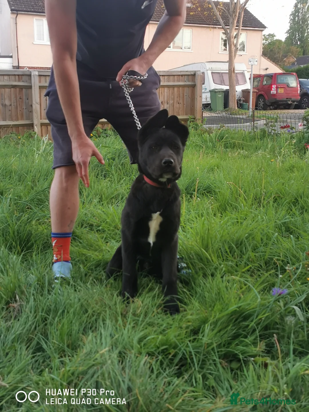 Akita dogs for sale: 2 beautiful puppies for sale  - Advert 2