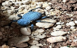 Beetles invertebrates for sale: Blue Death Feigning Beetles - Image 2