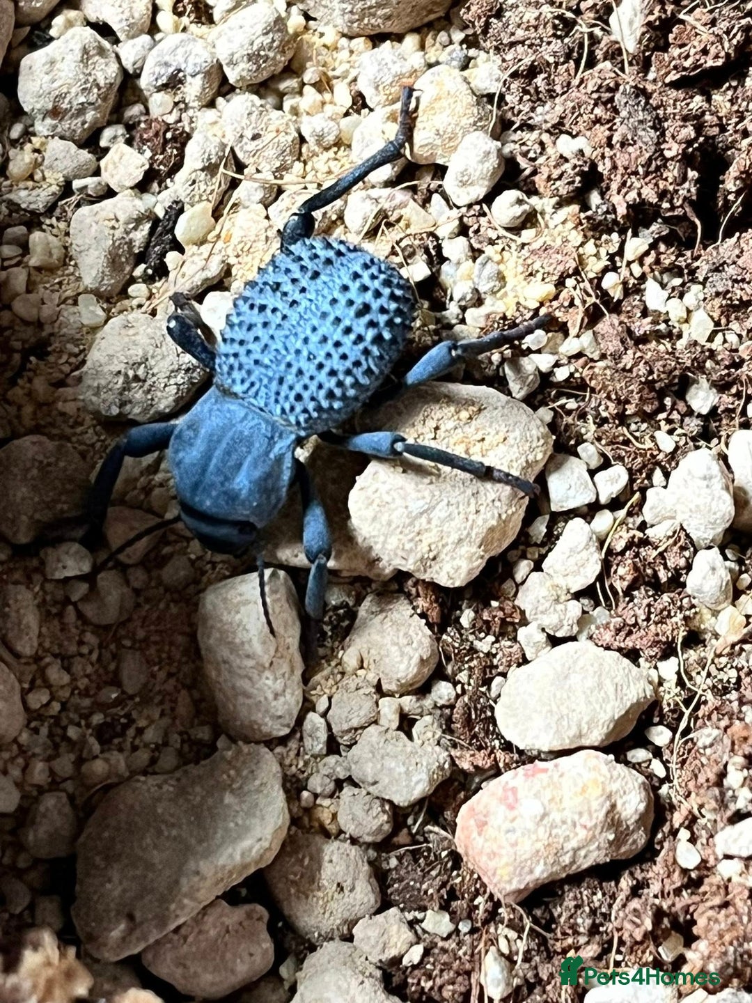 Beetles invertebrates for sale: Blue Death Feigning Beetles - Image 2