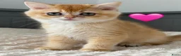 British Longhair cats for sale: Golden British BLH and BSH kittens  - Advert 10