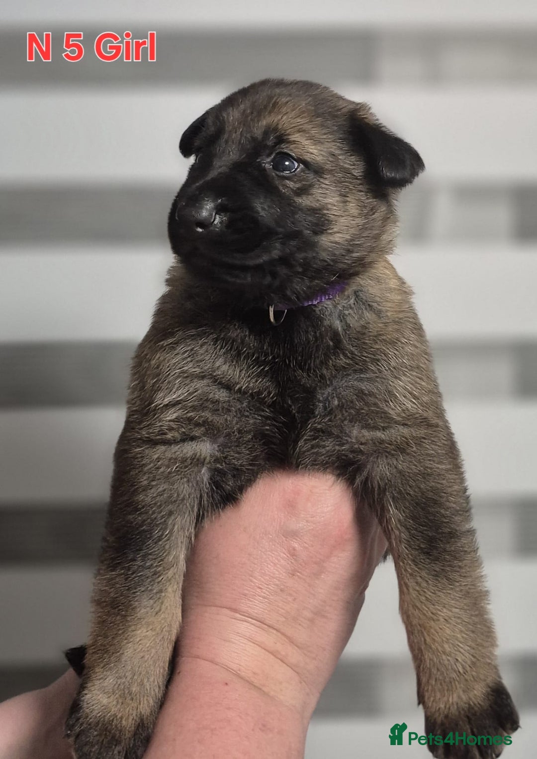 German Shepherd dogs for sale: German Shepherd puppies  - Advert 15